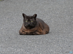 道のど真ん中ですがなにか？