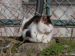 陽だまり