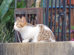 明日もきっといい日だにゃ