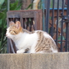 明日もきっといい日だにゃ
