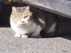 尻隠して頭隠さず