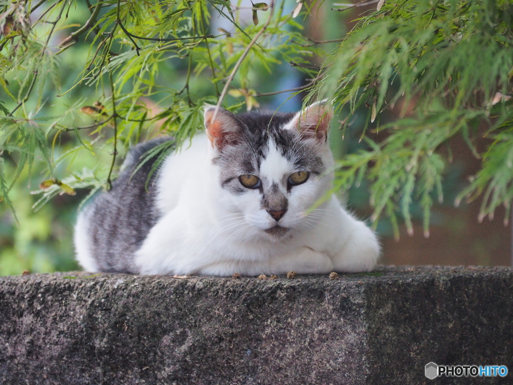 今日は暑かったですな