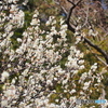 春だねぇ