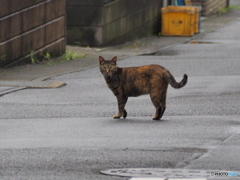 雨が止んだにゃ