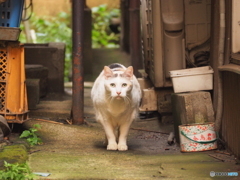 どこかで会いましたか