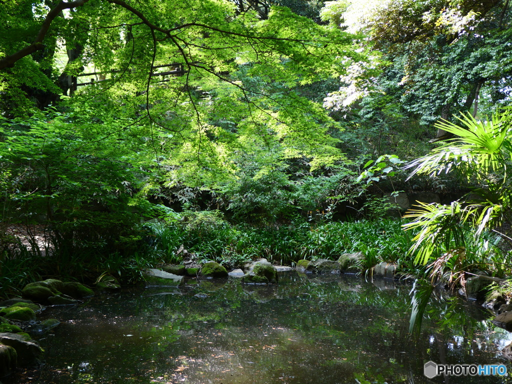 新緑と池