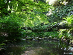 新緑と池