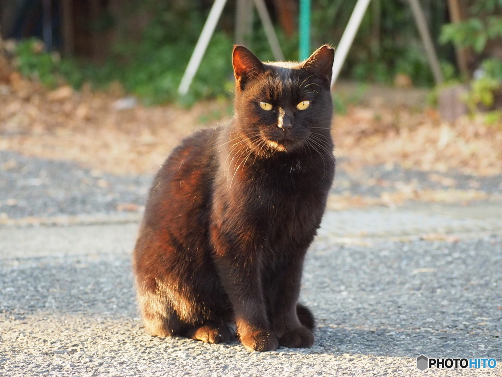 夕陽に輝くクロ