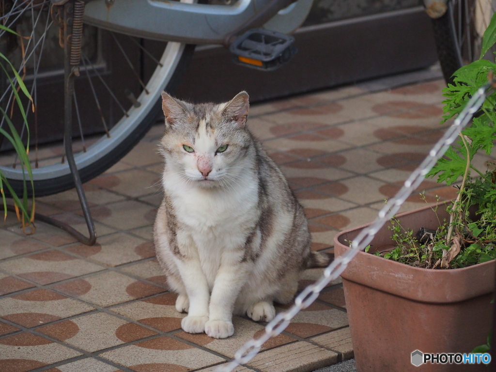 番猫