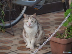 番猫
