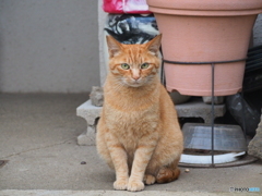 おかえりなさいまし