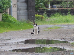 それ以上近づいたら逃げるよ