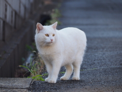 来年は明るい年ににゃるにゃ