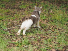 猫背直し