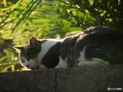 うたたね
