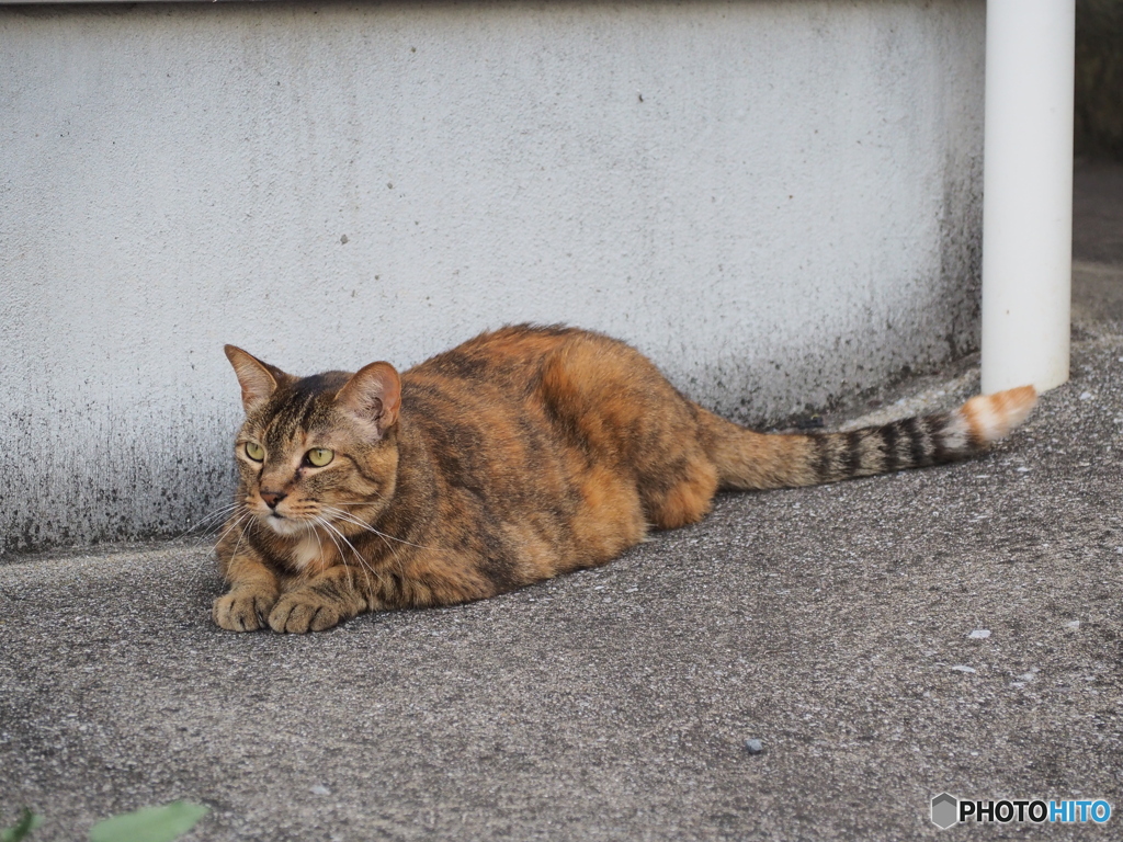 宝くじ当たらないかな