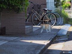地域パトロール