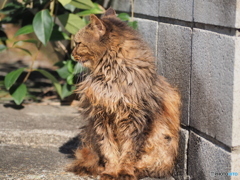 もじゃもじゃ