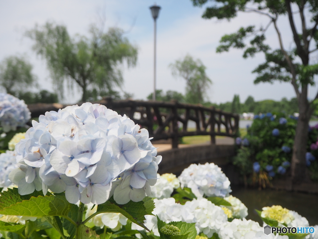 紫陽花と橋