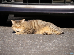 陽だまりのネコその２