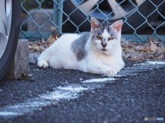 暑いのにご苦労さん