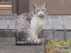 おすまし