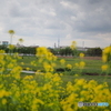 菜の花とスカイツリー