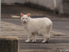 暑さ寒さも彼岸まで