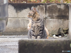 守護霊が憑いてます