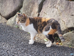 おっ、好みのタイプ
