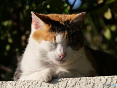 陽だまりのネコその１