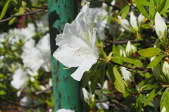 P5070116
