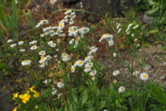 P6040141