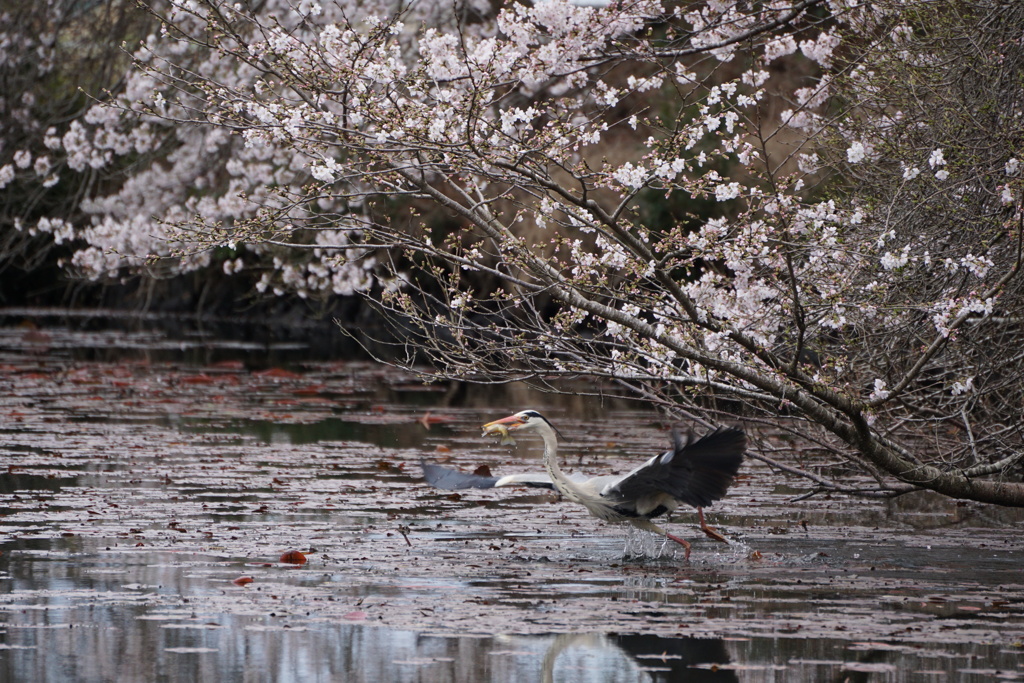 桜とアオサギ