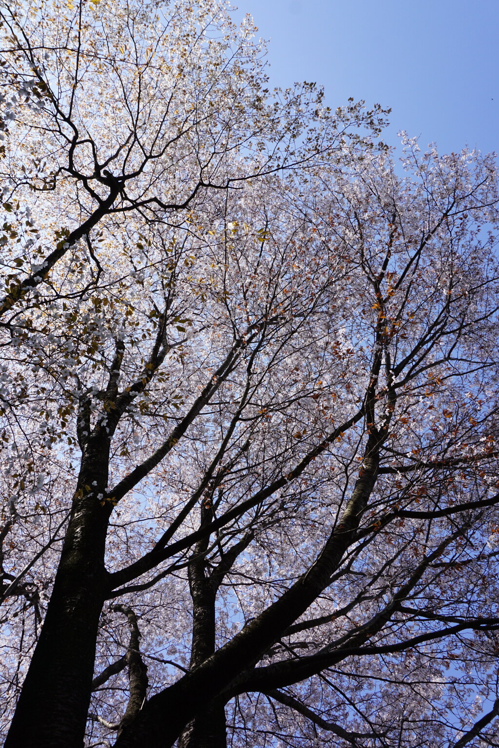 山桜