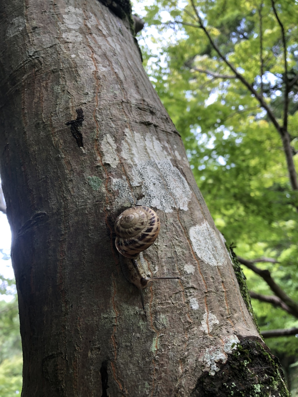 蒸し蒸しカタツムリ~