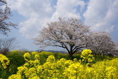 春の散歩