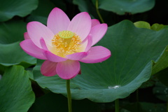 ハスの花②