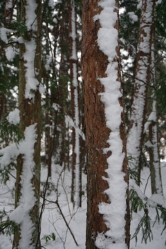 松の雪
