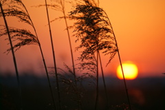 夕陽