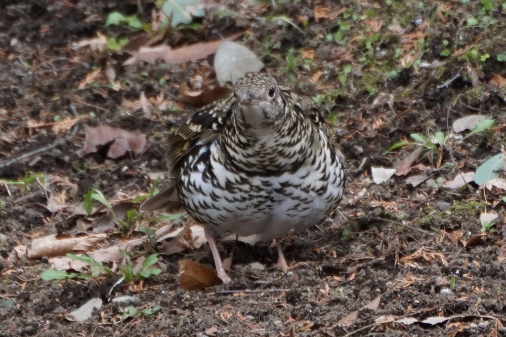 もふもふトラさん