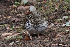 もふもふトラさん