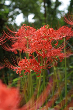 曼珠沙華