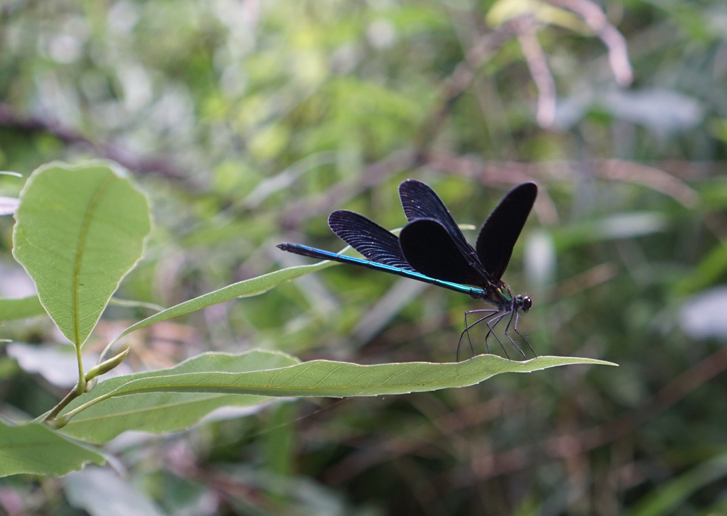 おはよ、トンボさん！