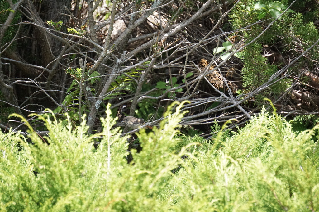 6月ジョウビタキの赤ちゃん