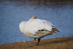 おやすみ中の白鳥さん