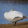 おやすみ中の白鳥さん