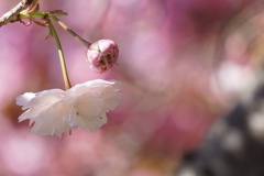 お庭の散歩～３