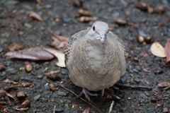 ハトさん！こんにちわ