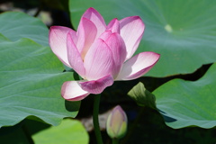 ハスの花